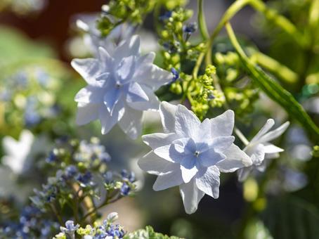 青いあじさい 青いあじさい 青い,あじさい,花びらの写真素材