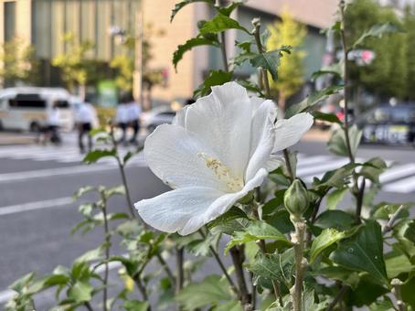 都市の中の白い花 花,自然,文字スペースの写真素材