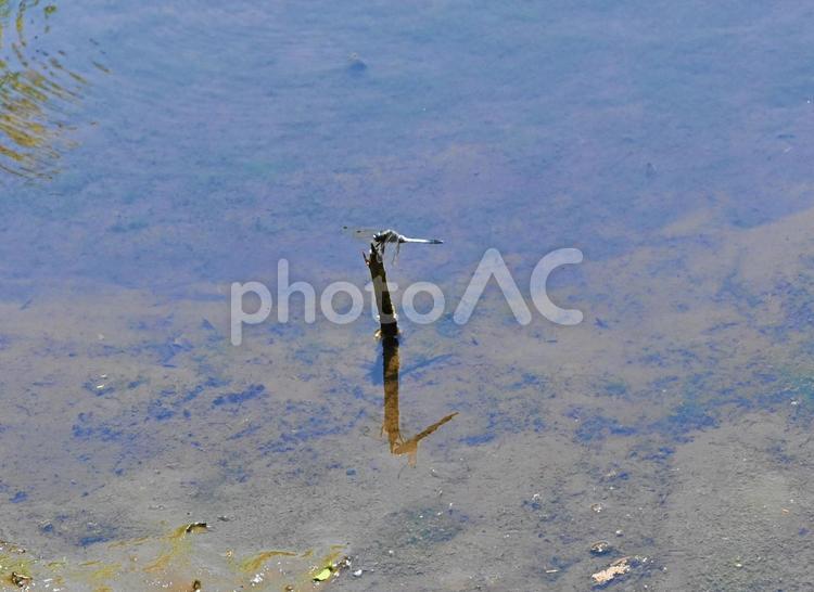 池から出た木の棒に留まるシオカラトンボ シオカラトンボ,昆虫,自然の写真素材