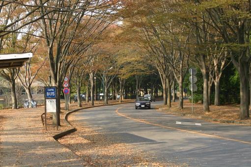 秋の道路の写真
