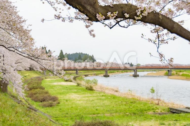 桧木内川堤の桜並木。日本、秋田 桜,ソメイヨシノ,桜並木の写真素材