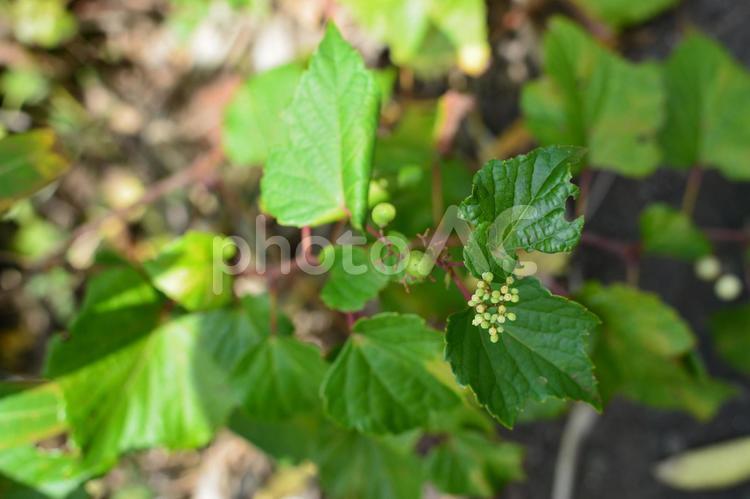 緑の草の葉と実 草の葉,実,野草の写真素材