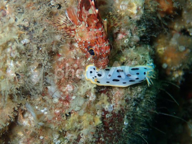 カサゴとシロウミウシ カサゴ,シロウミウシ,生物の写真素材
