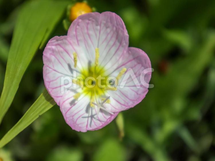 ヒルザキツキミソウ ヒルザキツキミソウ,昼咲き月見草,月見草の写真素材