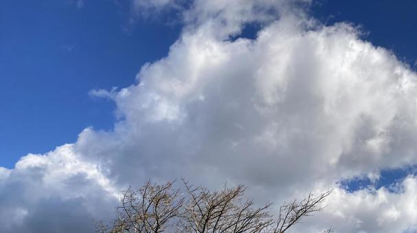 雲と木の枝 雲と木の枝の写真