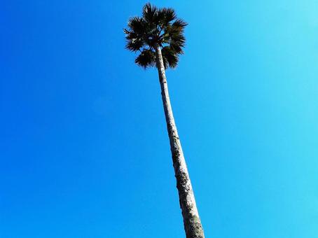 ヤシの木_房総半島、外房、御宿3 ヤシの木_房総半島、外房、御宿3 ヤシの木,青空,房総半島の写真素材