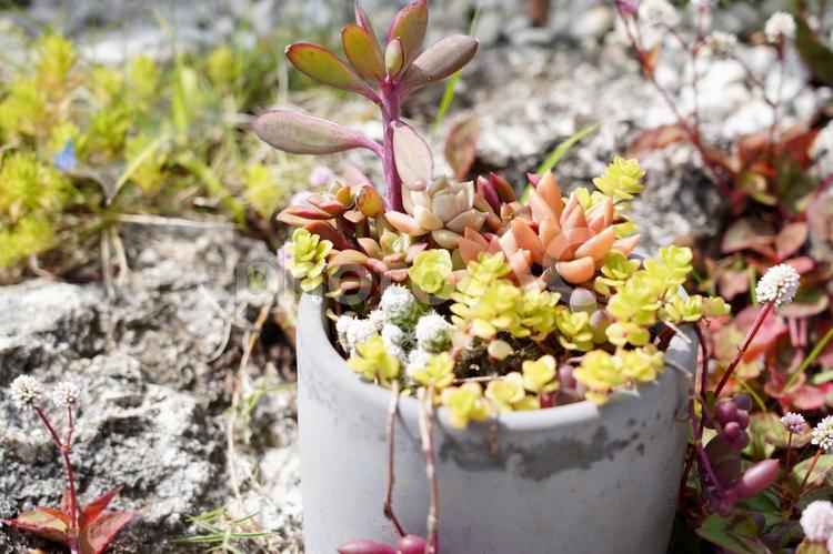 鉢植えの多肉植物 多肉植物,植物,グリーンの写真素材