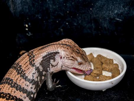餌を食べるアオジタトカゲ 餌を食べるアオジタトカゲの写真