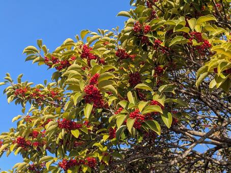 クロガネモチ　赤い実 モチノキ科,秋,冬の写真素材