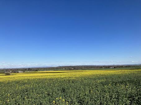 菜の花畑 菜の花畑 菜の花,春,風景の写真素材