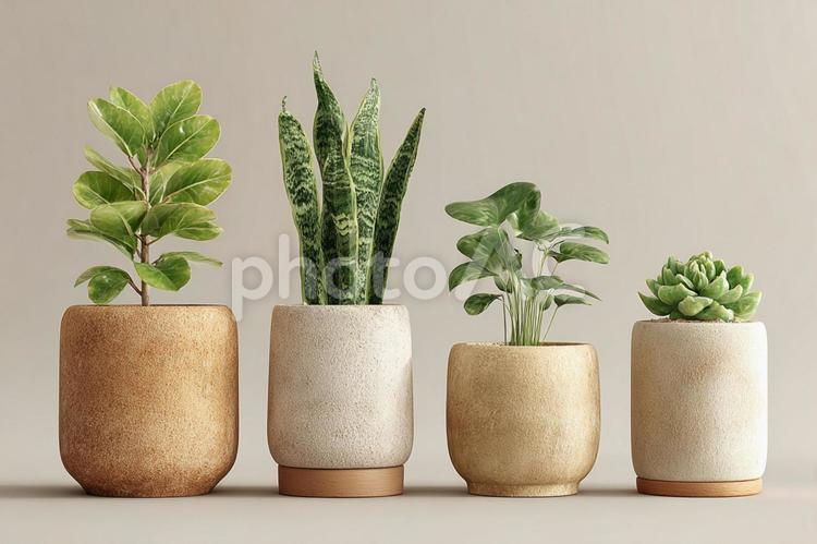 モダンな植木鉢に植えられた4つの観葉植物 観葉植物,植物,鉢の写真素材