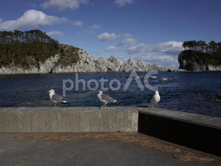 3羽のウミネコ 鳥,海,岸辺の写真素材
