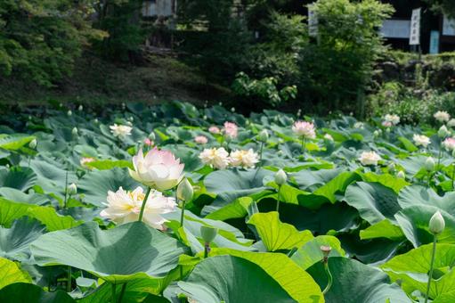 池に浮かぶピンクのハスの花 池に浮かぶピンクのハスの花 蓮,蓮の花,睡蓮の写真素材