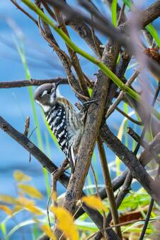 コゲラ⑼ 鳥,コゲラ,野鳥の写真素材