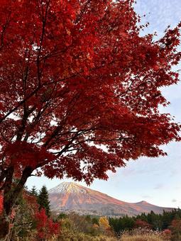 紅葉と朝日を浴びる富士山 富士山,紅葉,もみじの写真素材