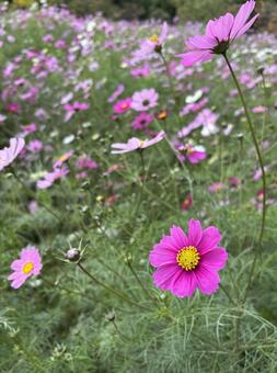 コスモス コスモス,秋,ピンクの写真素材