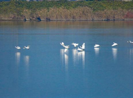 水面を羽ばたくコサギの群れ コサギ,野鳥,動物の写真素材