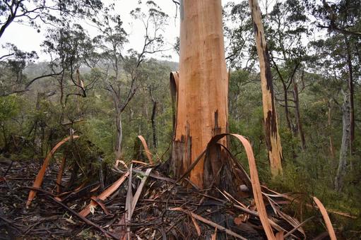 Eucalyptus tree peels off, tree skin, eucalyptus skin, eucalyptus, JPG