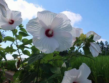 アメリカフヨウ 夏の巨大な白い花 アメリカフヨウ 夏の巨大な白い花の写真