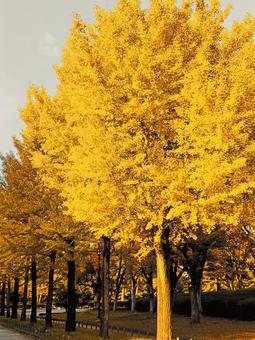 イチョウの木の写真