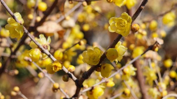 Wintersweet, JPG Wintersweet, JPG