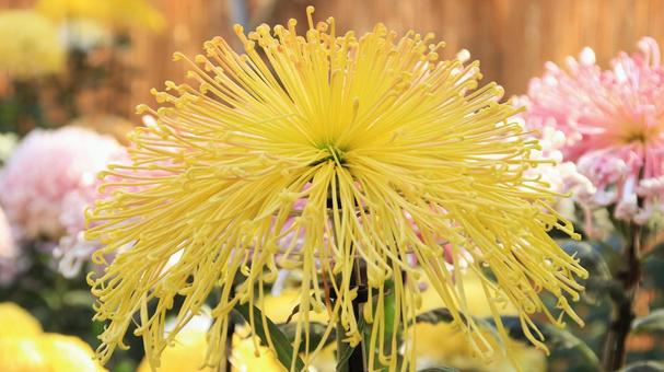 楽寿園の菊まつりにて 菊,秋,花の写真素材