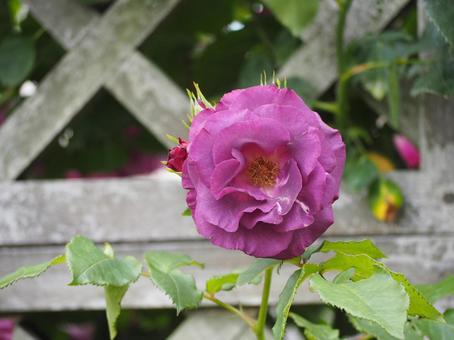薔薇 パープルのバラ 薔薇 パープルのバラの写真