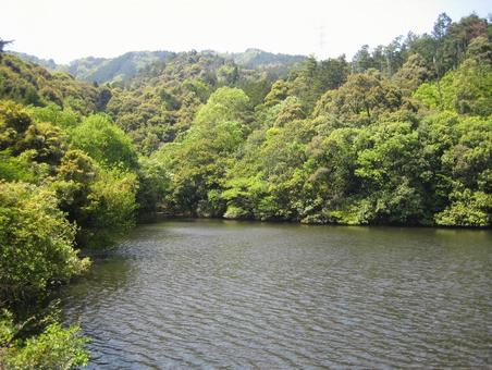 菩提山城 麓の池 菩提山城 麓の池 菩提山城,竹中半兵衛,竹中重治の写真素材