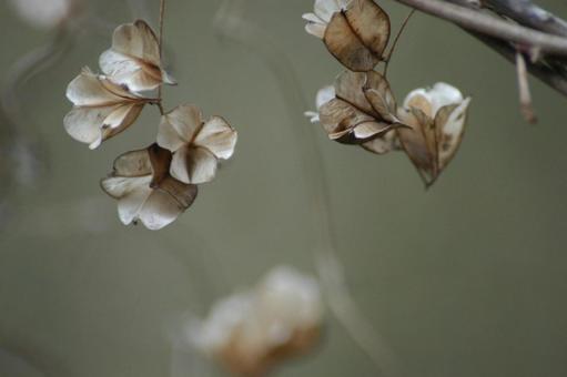 山芋の実 山芋の実の写真