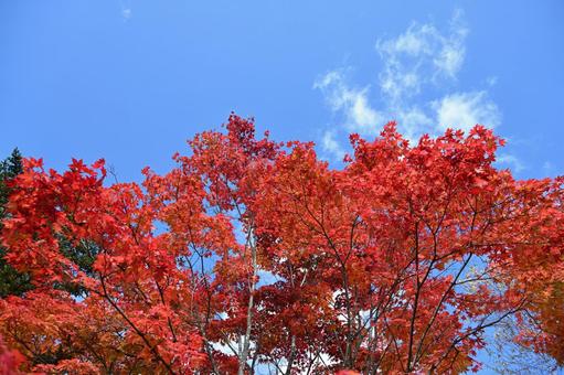 長野県の蓼科湖畔の紅葉と青空の風景 長野県,蓼科湖,湖畔の写真素材