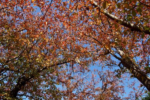 桜の紅葉 桜,秋,紅葉の写真素材