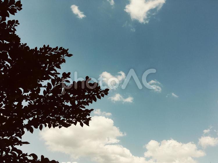 古びたセピアの青空と木のシルエット 青空,木,セピアの写真素材