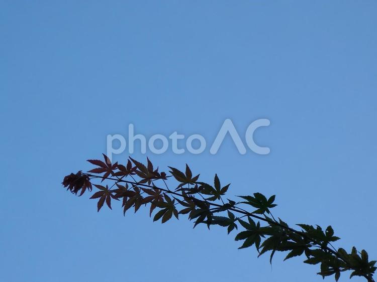 もみじ　シルエット風 植物,空,雲一つない空の写真素材