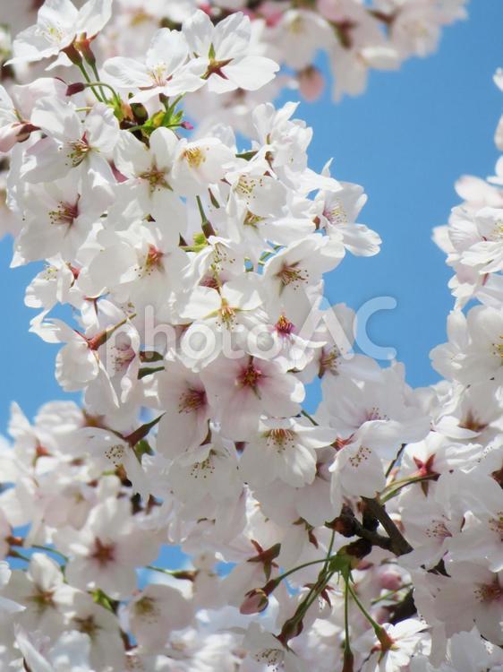 桜の風景 桜,春,満開の写真素材