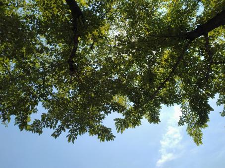 緑のカーテン 緑のカーテンの写真