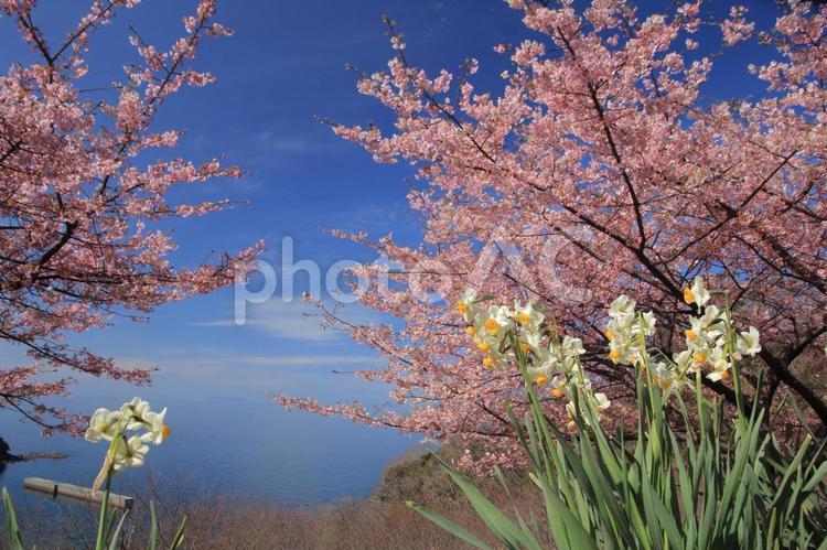 青空と満開の河津桜と水仙 河津桜,水仙,桜の写真素材