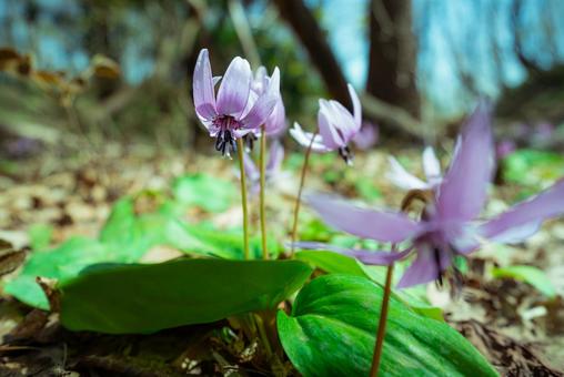 カタクリの花 カタクリの花の写真