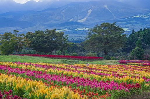 栃木県那須町 那須フラワーワールド 栃木県那須町 那須フラワーワールド 栃木県,那須町,那須高原の写真素材