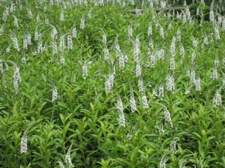 ヌマトラノオ・沼虎の尾 ヌマトラノオ・沼虎の尾の写真