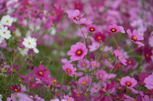 コスモス（安城市赤松町）の写真