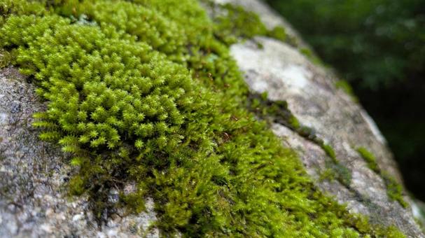 Photo, moss, green, rock, 