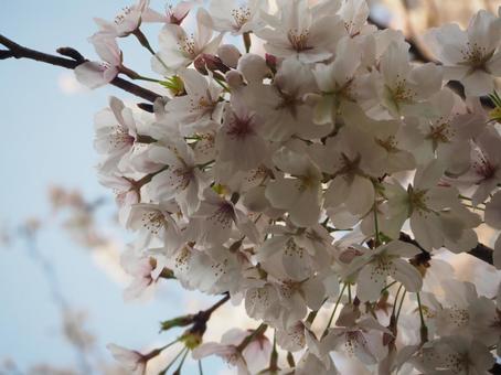桜 桜の写真