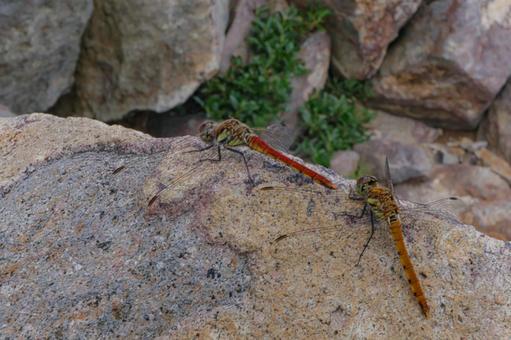 赤トンボの写真