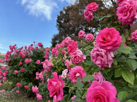 石橋文化センターの満開のバラ 石橋文化センターの満開のバラ ローズ,薔薇,きれいの写真素材