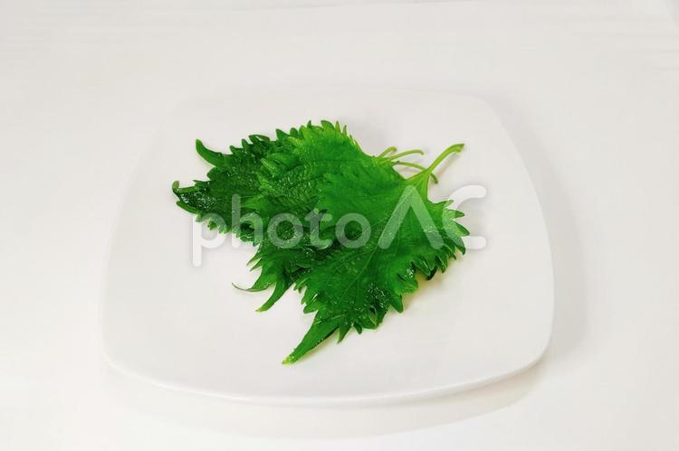 お皿に乗せた大葉　前から 大葉,しそ,紫蘇の写真素材