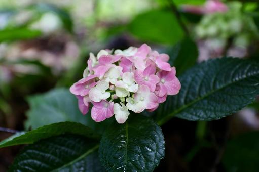 Photo, hydrangea, june, rainy season, 
