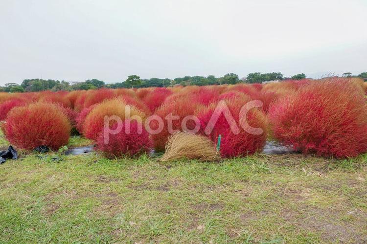 【植物】コキア　ホウキグサの畑 風景,空,箒の写真素材