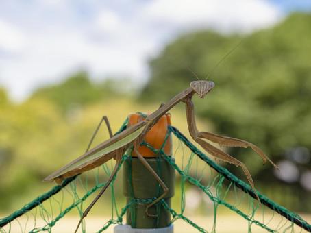 カマキリくん カマキリ,昆虫,夏の写真素材