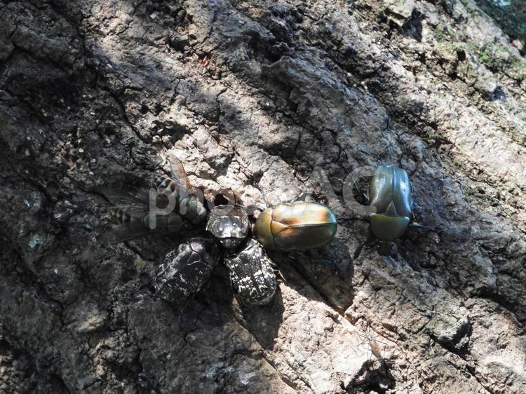 クヌギの樹液に群がる昆虫たち クヌギの樹液に群がる昆虫たち,クヌギ,カナブンの写真素材