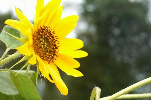 雨のひまわりの写真